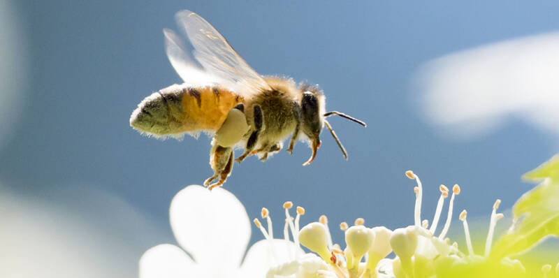 Mehiläinen pörrää valkoisen kukan yläpuolella.