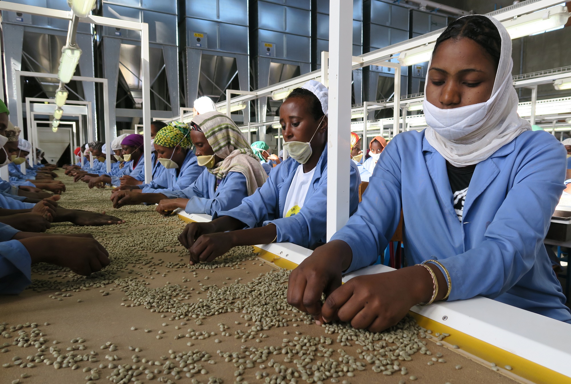 Tyttöjä käsittelemässä kahvipapuja tehtaassa